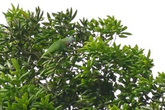Amazona arausiaca