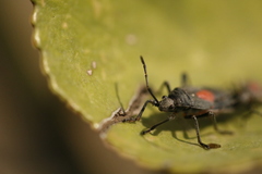 Stenomacra marginella