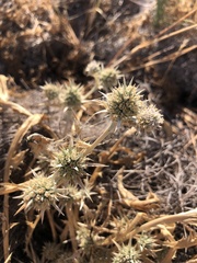 Eryngium aristulatum