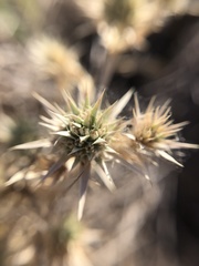 Eryngium aristulatum
