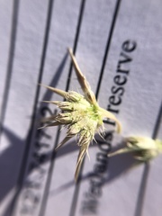 Eryngium aristulatum