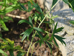 Delphinium exaltatum