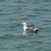 photo of Western Gull (Larus occidentalis)