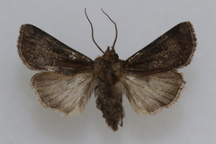 Agrotis obliqua