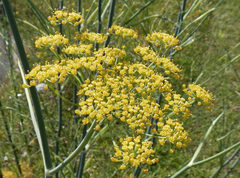 Foeniculum vulgare
