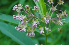 Asclepias exaltata × syriaca