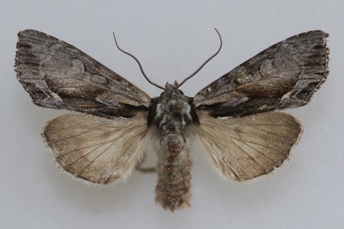 Summer Hyppa Moth
