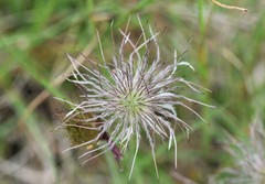 Pulsatilla vulgaris