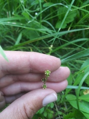 Pectiantia pentandra