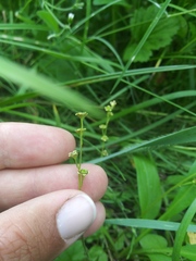 Pectiantia pentandra