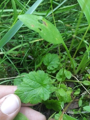 Pectiantia pentandra