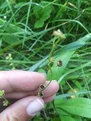 Pectiantia pentandra