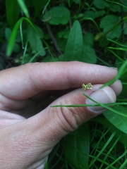 Pectiantia pentandra