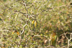 Sophora prostrata