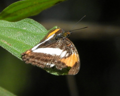 Adelpha serpa