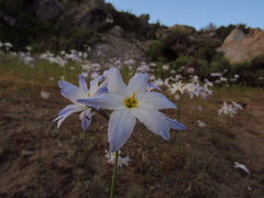 Leucocoryne coquimbensis
