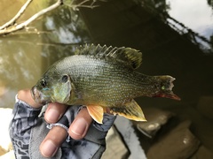 Lepomis cyanellus