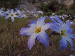 Leucocoryne coquimbensis