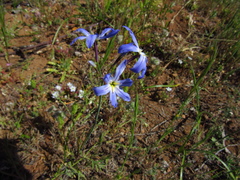 Leucocoryne violacescens