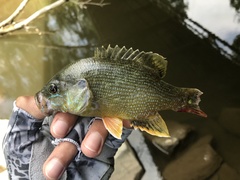 Lepomis cyanellus