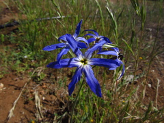 Leucocoryne violacescens