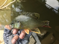 Lepomis cyanellus