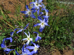 Leucocoryne violacescens