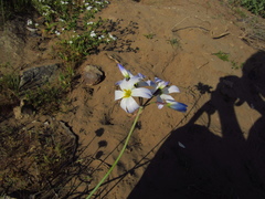 Leucocoryne coquimbensis