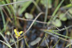 Ranunculus glabrifolius
