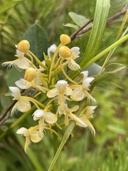 Platanthera × bicolor