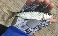Semotilus corporalis