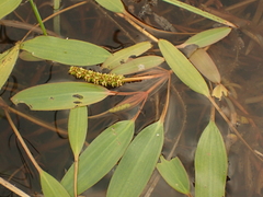 Potamogeton epihydrus