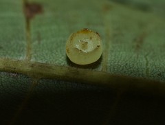 Caryomyia flaticrustum