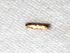 Ardozyga catarrhacta