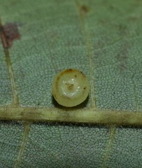 Caryomyia flaticrustum