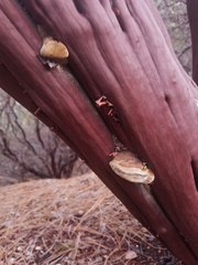 Phellinus arctostaphyli