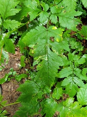 Phytomyza spondylii group