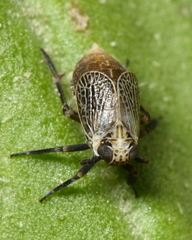 Phyllodinus nervatus