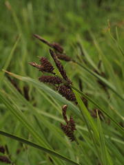 Carex paysonis