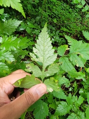 Phytomyza spondylii group