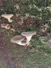 Pseudoarmillariella ectypoides