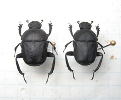 Gymnopleurus mopsus