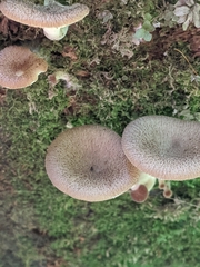 Pseudoarmillariella ectypoides