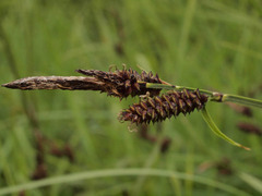 Carex paysonis
