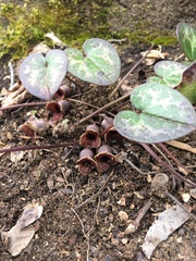 Hexastylis naniflora