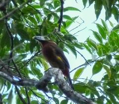 Selenidera maculirostris