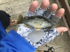 Lepomis cyanellus