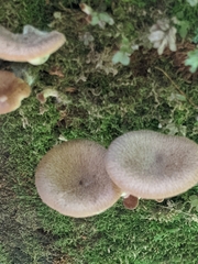 Pseudoarmillariella ectypoides