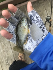 Lepomis cyanellus