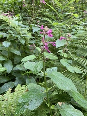 Stachys chamissonis cooleyae
